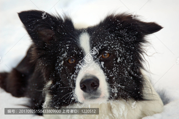 邊境牧羊犬