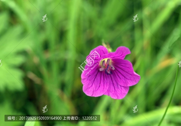 開花