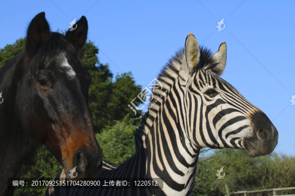 南非的斑馬和馬