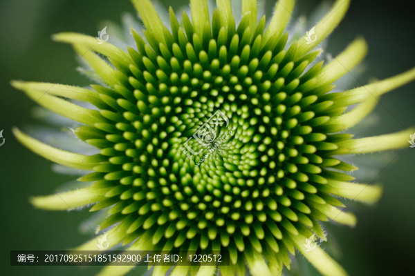 太陽花