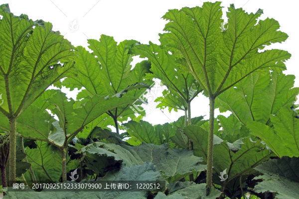 綠色植物