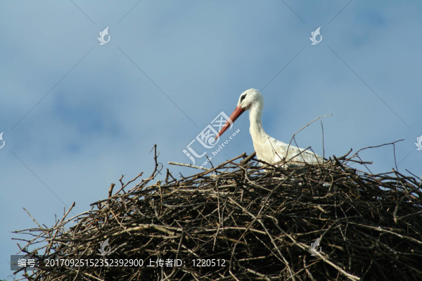 鳥