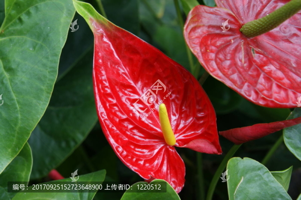 植物