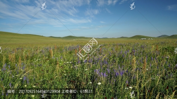 烏蘭布統(tǒng)草原的野花