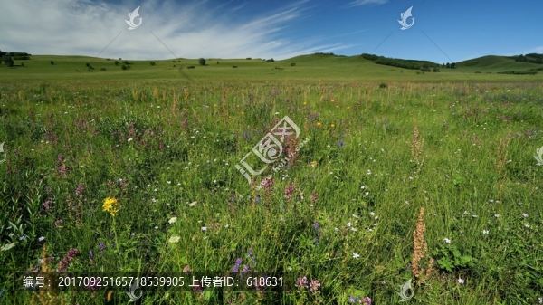 烏蘭布統(tǒng)草原野花