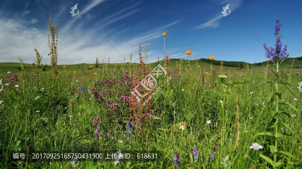 烏蘭布統(tǒng)草原野花