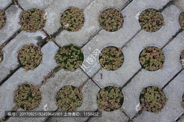 停車場地綠地花,（13）