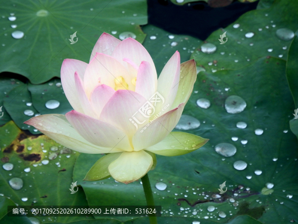 荷花