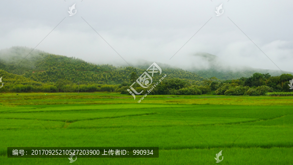 農(nóng)田,田野