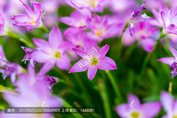 韭蓮