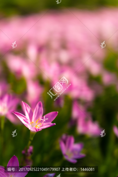 韭蓮