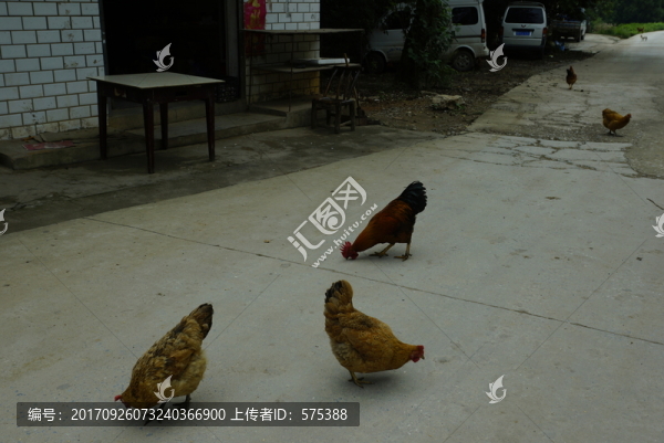 一群雞