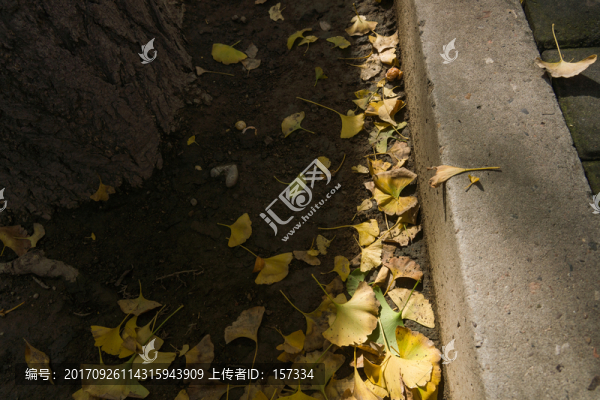 路邊的秋葉
