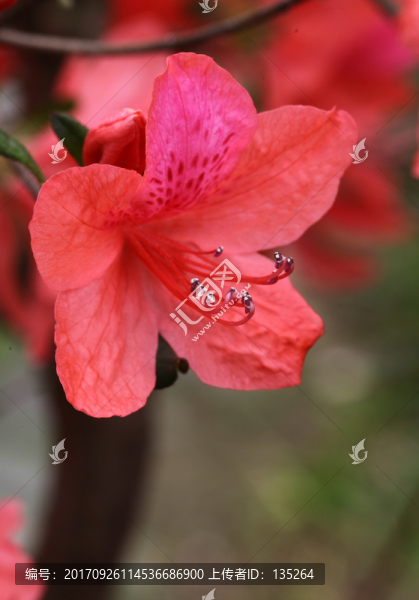 映山紅,杜鵑花,杜鵑,花,花卉
