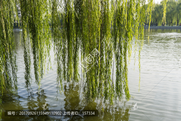 湖水和柳樹
