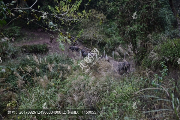 家豬大山散養(yǎng)