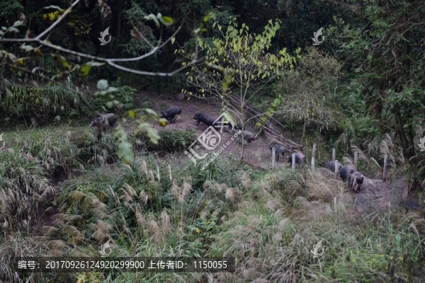 家豬大山散養(yǎng)