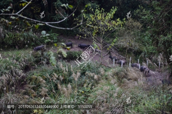 家豬大山散養(yǎng)