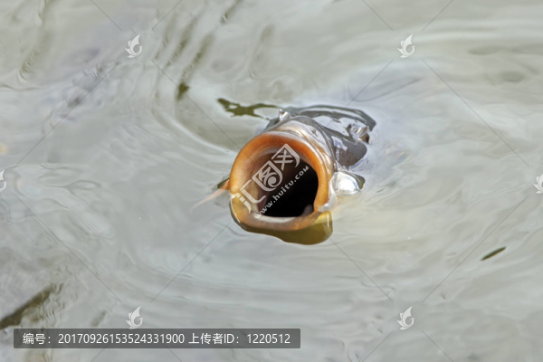 鯉魚