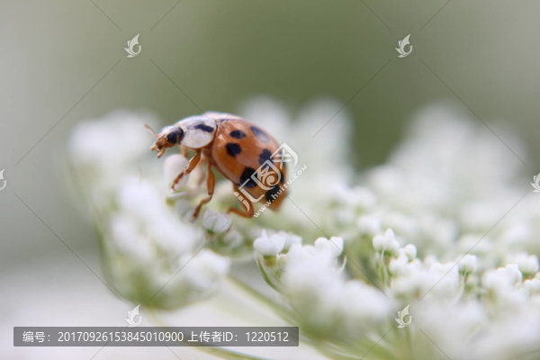 瓢蟲