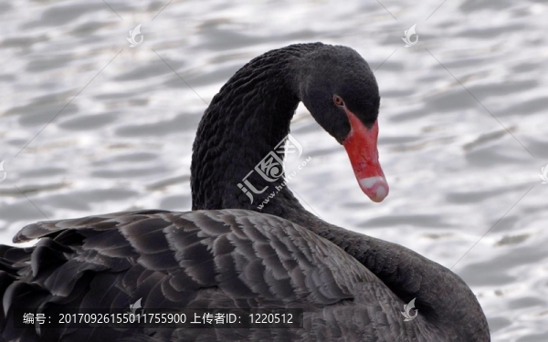 黑天鵝（黑天鵝）