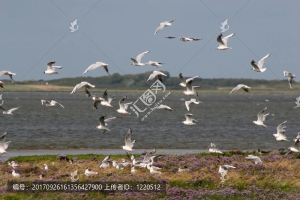 笑鷗殖民地在瓦登海