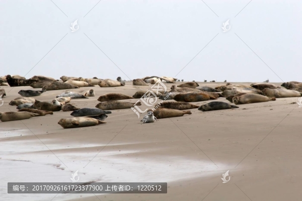 海豹