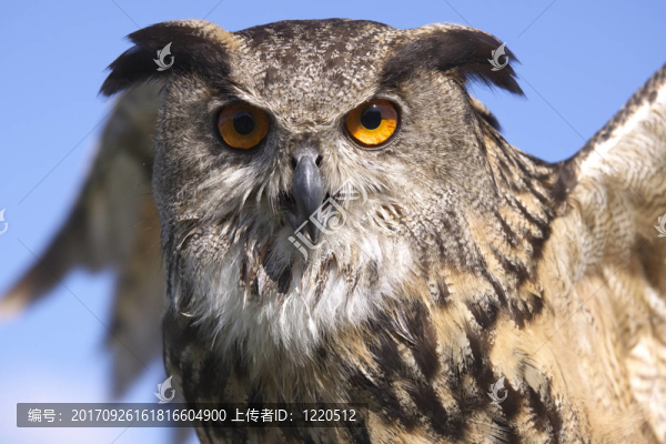 鳥眼