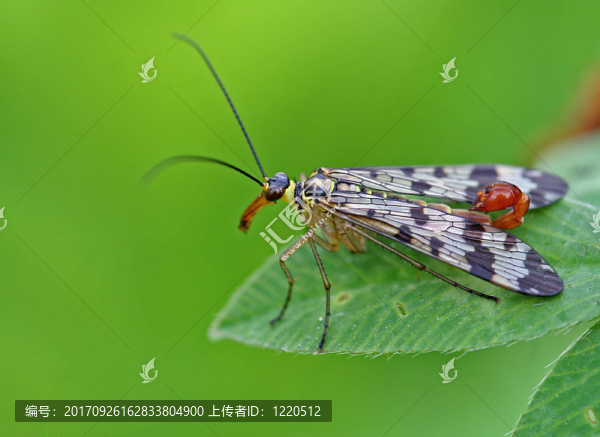 飛