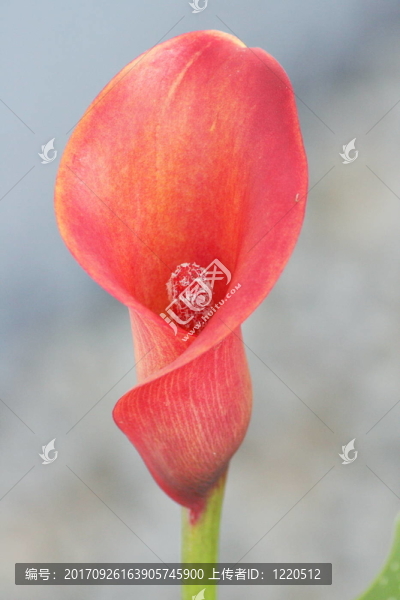 紅色的杯子