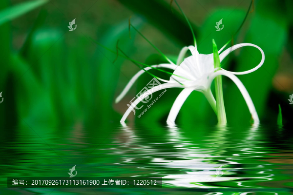 花卉