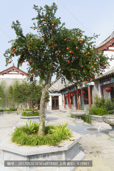 石榴樹
