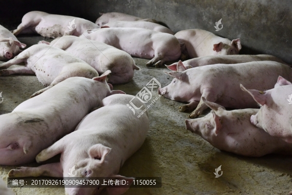 家豬養(yǎng)殖