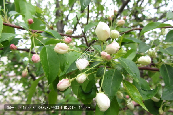 大興安嶺山丁子花