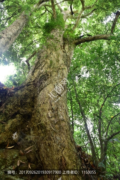 千年楠木樹(shù)