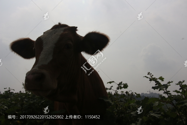 牛眼看世界