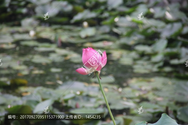 花蝴蝶