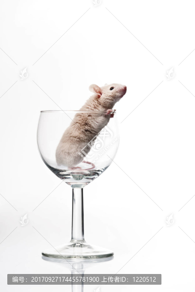 玻璃酒杯