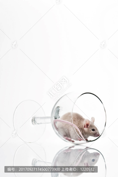 玻璃酒杯