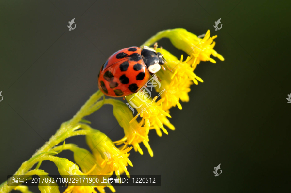 開花