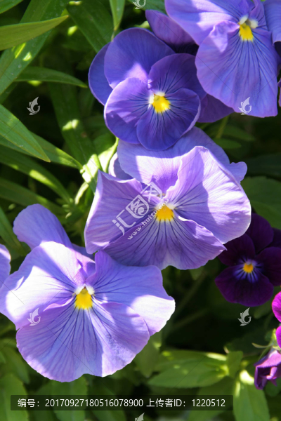 花園