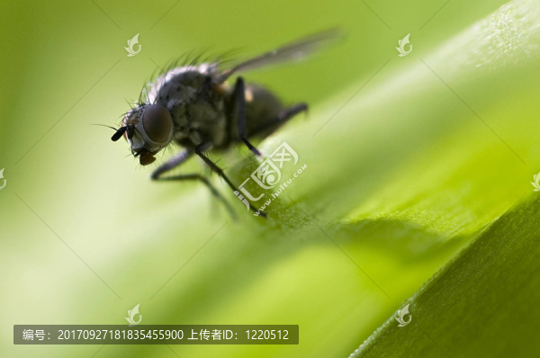 飛