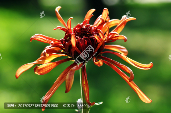 菊花