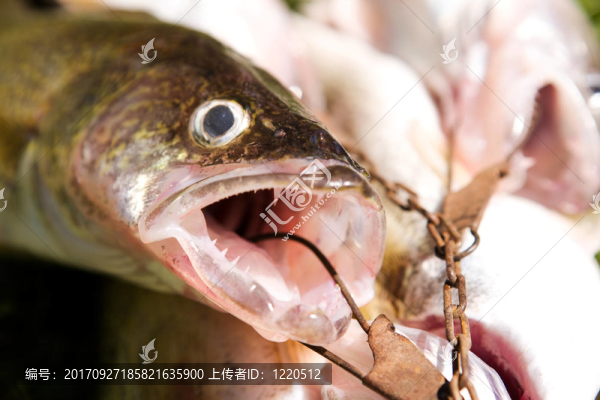 食品