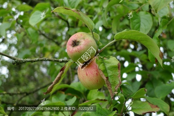 蘋果樹