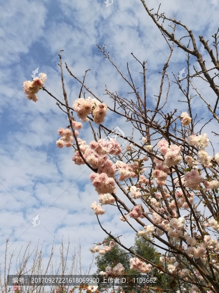 櫻花