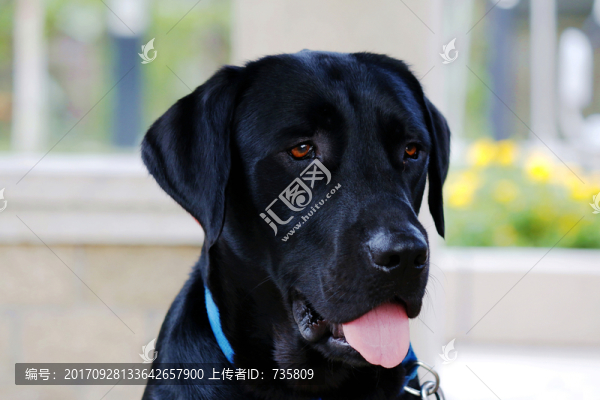 牧羊犬特寫