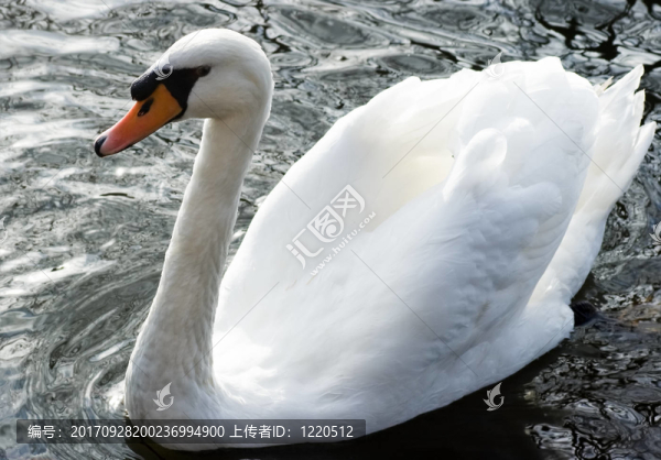 動物