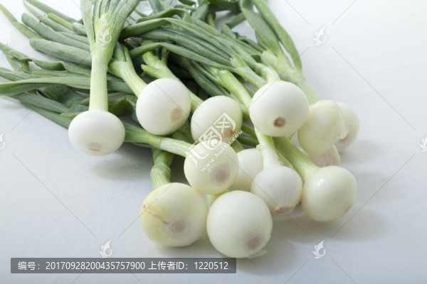 捆蔥