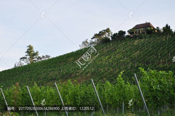 山坡上的葡萄藤，博登湖